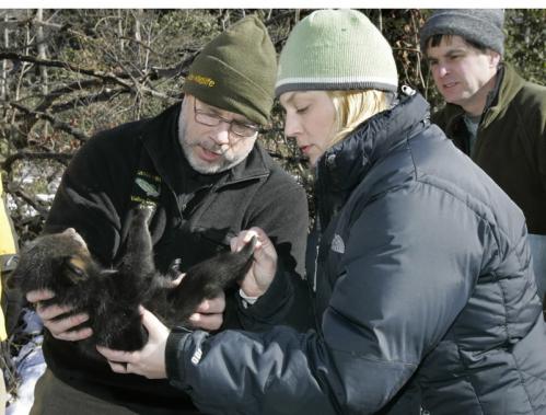 Ralph Taylor (left), of the Mass. Division of Fisheries and Wildlife, inspected one of three new cubs discovered during Thursday's annual mid-winter bear census in Worcester County.