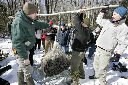 Taylor (middle) and Ian Bowles, secretary of energy and environmental affairs, helped lift the mother bear for a weighing.