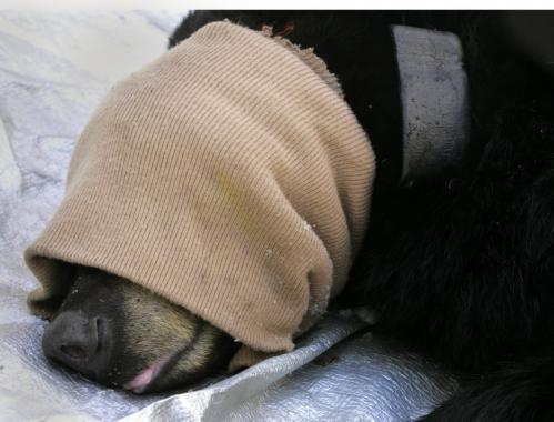 The biologists wrapped the mother bear's head with a knit cap to keep her warm while they inspected the cubs. Researchers sedated the mother bear for safety, as they get very protective -- and potentially violent -- when humans approach their young.