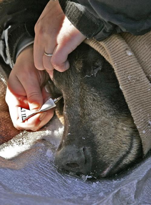Taking care of mom -- in addition to wrapping the mother bear's head to keep her warm while under sedation, one of the biologists administered eye drops.
