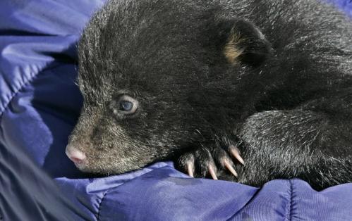 One of the cubs snuggled into the crook of a biologist's arm.