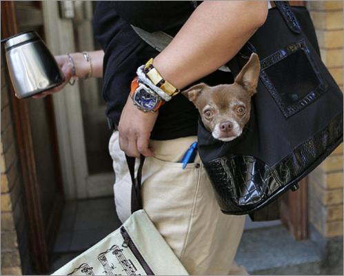 Chihuahua In Bag