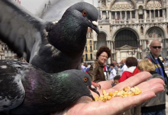 Tourists fed corn to pigeons in St. Mark's Square in Venice this spring. 'Flying rats,' in the view of the mayor. 'Cool,' in the view of many tourists. The city's anti-pigeon plan launched May 1.