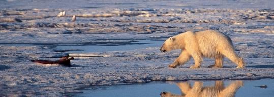 A polar bear walked in the Arctic National Wildlife Refuge in this 2003 photo. Global warming has had a negative effect on the animal's habitat, melting the frozen Arctic Ocean.