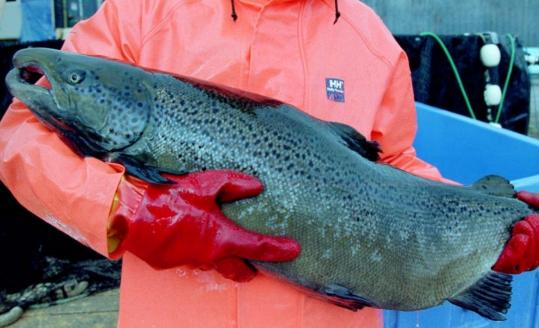 A farm-raised Atlantic salmon from Maine. As much as 90 percent of the salmon sold in this country is farmed.
