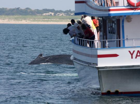 The humpback whale Ebony was viewed by whale watchers on the vessel Yankee Spirit before being disentangled by a rescue crew yesterday off Race Point in Provincetown.