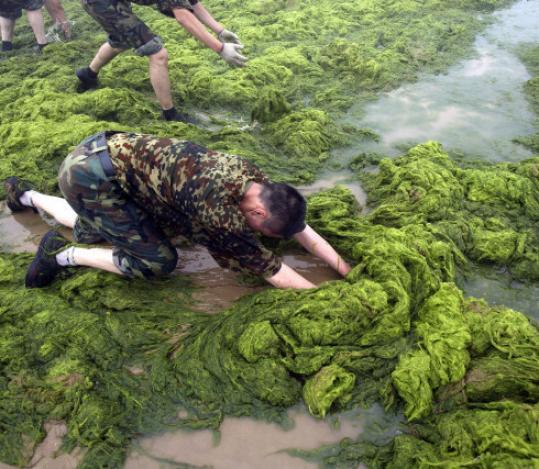 Chinese soldiers have their hands full removing algae from a Qingdao beach.
