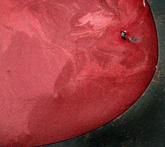 Crimson bogs during the annual cranberry harvest mark the beginning of 