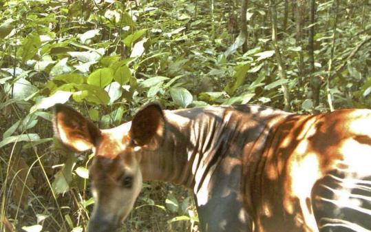 Photos of okapi in wild a first, experts say - The Boston Globe
