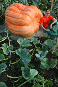 Essdras M Suarez/Globe StaffSteve Connolly nurtured this pumpkin from seed to its current estimated weight of 1,878 pounds.