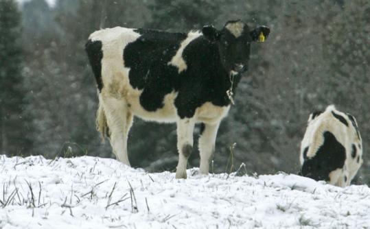 A cow grazed in a snow-covered pasture in East Montpelier, Vt., yesterday, after the region's first snowstorm of the season.