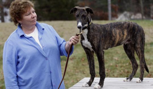 Greyhound Friends founder Louise Coleman with 5-month-old Wee Willie, awaiting adoption at her facility in Hopkinton.