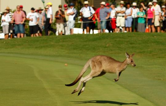 A kangaroo interrupted play on the 17th green of the Australian PGA Championship earlier this month in Coolum Beach, Australia. Kangaroos are protected but not endangered in Australia.