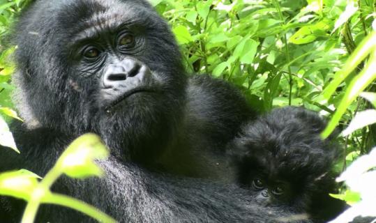 Female mountain gorilla Bilali and her baby, Kakule, in Congo's Virunga National Park, in a photo dated Jan. 14.