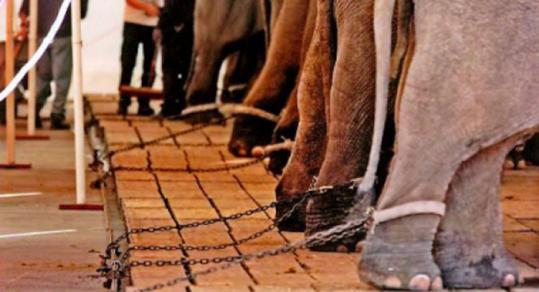 Animal welfare groups contend that Ringling Bros.' use of chains on elephants violates the Endangered Species Act.