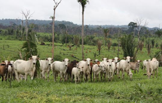Cattle grazed on the denuded landscape of Bom Futuro National Forest in Brazil's western state of Rondonia. Settlers have united in anger over efforts to relocate them to save the rain forest.