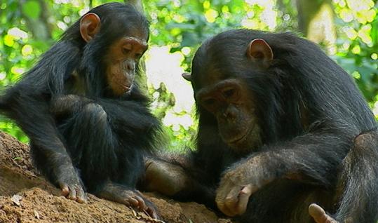 alpha male chimpanzee