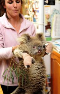 A Mountain Ash Wildlife Shelter worker held a koala named Sam that was rescued from the fires.