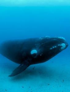 About 400 North Atlantic right whales are left in the world.