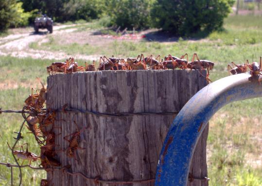 Utah Senator Robert Bennett secured a $1 million earmark to fight Mormon crickets. Plagued by the locust-like insects, Utah ranchers see the controversial earmark as essential.