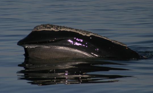 (This right whale image was taken in Cape Cod Bay under NOAA Fisheries permit 633-1763, under the authority of the US Endangered Species and Marine Mammal Protection Acts.)