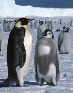 Emperor penguins of Antarctica, adult and chick, are thought to be at risk because of global warming.