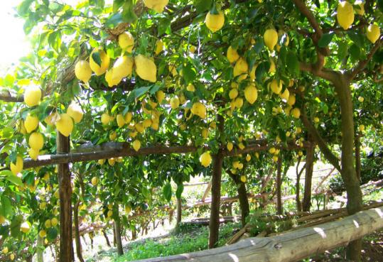 A grove bursting with lemons was an unexpected find on a mountain hike, high above the streets of Amalfi.