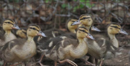 A dozen mallard ducklings are being cared for by Christine  Ponte and her family after the mother duck was struck and killed in a  parking lot.