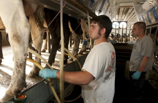 Dylan Ouellette and Cameron Phelps milked cows at Kimball Brook Farm, which is coping with falling demand.