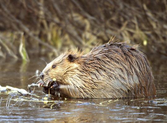 More communities must deal with beaver management issues as the animals multiply and expand their range.