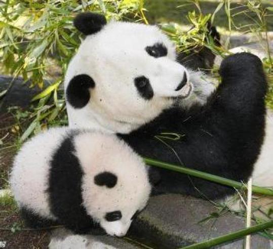 Bai Yun (right) is pregnant again. The 17-year-old panda has given birth to four cubs since arriving at the San Diego Zoo.