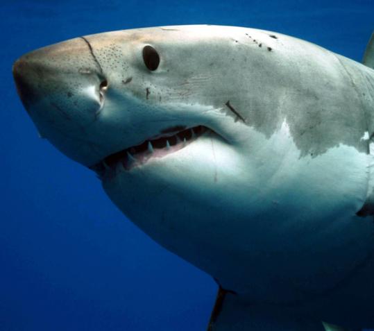 Shark Week, which begins tomorrow on the Discovery Channel, features six new documentaries.