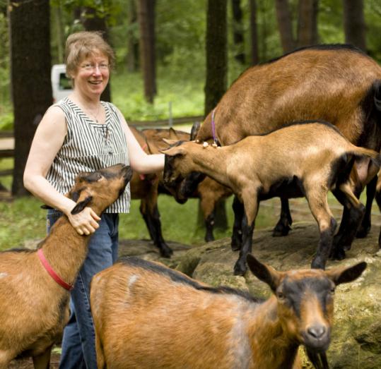 Tricia Smith of Carlisle Farmstead Cheese with her goats, from whose milk she produces her award-winning cheese. Her farm is one of many on the new Massachusetts Wine & Cheese Trails.