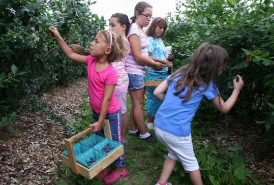 Ashlyn Seymour, Stephanie Seymour, Ariana Maffeo, Sharyn Seymour, and Rachel Maffeo pick blueberries at Parlee Farm, Tyngsborough.