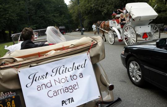 Animal rights activists Paul Kercheval and Kelly Respess designed their wedding to draw attention to the plight of carriage horses near Central Park, using an antique car instead.