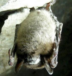A bat at a Vermont mine with white nose syndrome.