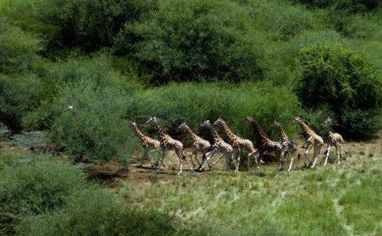 Giraffes have returned to southern Sudan since the war ended. It is now the site of one of the largest mammal migrations.