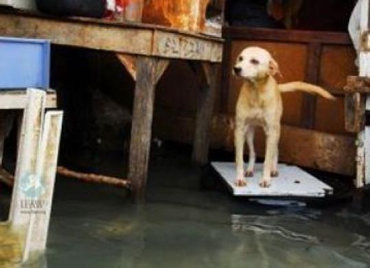 A dog in the typhoon-hit Philippines.