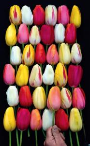 French Blend is one of the tulip mixes Tim Schipper offers at Colorblends.