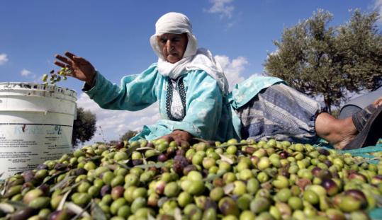 A Palestinian woman sorted olives during the harvest in the West Bank village of Kabatyeh near Jenin last week. Palestinians are counting on the crop to boost their economy.