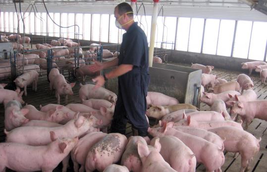 Workers wear masks to prevent spreading disease to pigs at a farm in Iowa. The industry is being studied for clues on H1N1 flu.
