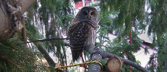 The barred owl, thought to be less than a year old, has been spotted around the mall for about a month. When workers brought in a four-story spruce for the holidays, it found its roosting spot.
