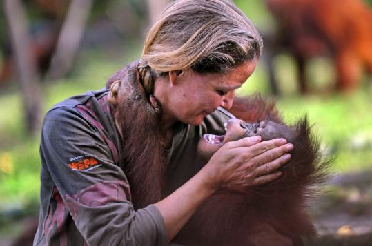 Nyaru Menteng Orangutan