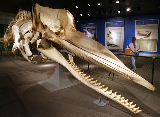 A 48-foot sperm whale skeleton dominates a room at the New Bedford Whaling Museum, which also houses the world’s largest model ship, of the whaler Lagoda.