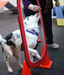 Kenzie, an Aussie mix, gets a treat as reinforcement during agility class at City Dog Training in Somerville. Kenzie, an Aussie mix, gets a treat as reinforcement during agility class at City Dog Training in Somerville.