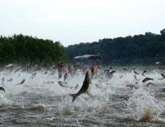 Asian carp jumped out of the Illinois River early this month after being disturbed by sounds of watercraft. Many fear that the carp will starve native fish by gobbling up plankton.