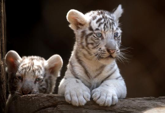 Two of five newborn white tigers at Santiago’s Metropolitan Zoo in Santiago, Chile, yesterday. They were born on Dec. 28; there may be a mere 200 such tigers on the planet.