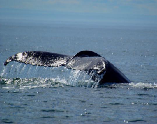 Marine biologists said humpback whales are skipping warmer climates for the icy waters of Alaska.