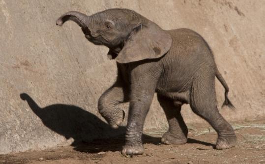 The San Diego Zoo’s newest elephant was born Sunday.