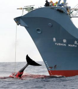 A Japanese crew harpooned a whale off the coast of Antarctica in 2006. Japan is one of three countries that still hunt whales.